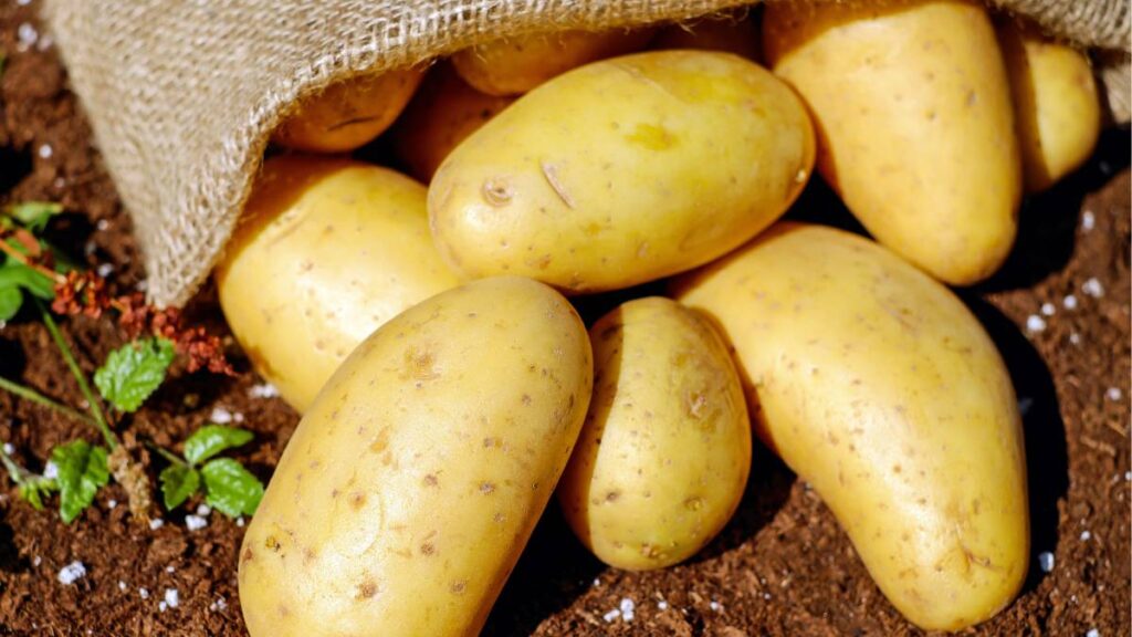 patate bomba carboidrati